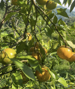 quyt quang thuan bac kan 3